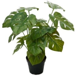 Peikonlehti ruukussa 60 cm TT