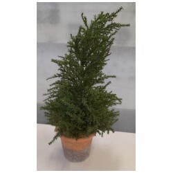 Sypressi ruukussa n.50cm, ruukku n 14cm