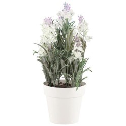 Laventeli ruukussa 26cm valkoinen