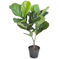 Lyyraviikuna Ruukussa 75cm