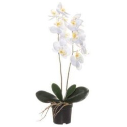 Orkidea ruukussa 59 cm