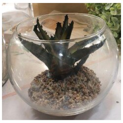 Mehikasvi lasipurkissa TT