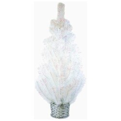 Weiste kuusi iiris-valkoinen