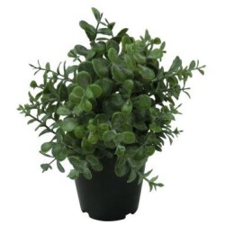 Mehikasvi ruukku 19cm