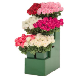 Ruusu 4Living lajitelma 63 cm