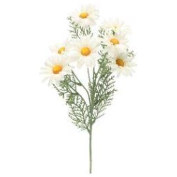 Paivankakkara oksa 56 cm