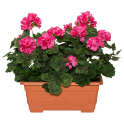 Pelargonia parvekeruukussa pinkki