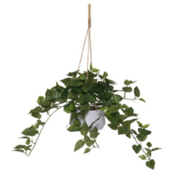 Kultakoynnos amppelissa