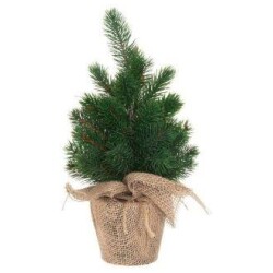 Poytakuusi juuttiruukussa 30 cm