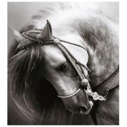 Timanttimaalaus hevonen