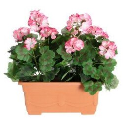 Pelargonia parvekeruukussa pinkki/valkoinen