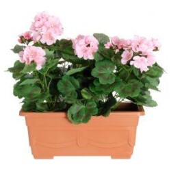 Pelargonia parvekeruukussa vaalea pinkki