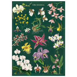 Juliste/Cavallini Orchid