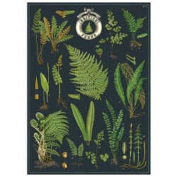 Juliste/Cavallini British Ferns