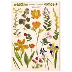 Juliste/Cavallini Pressed Flowers