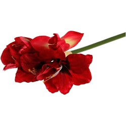 Koristeoksa amaryllis 50cm