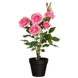 Ruusu isokukkainen ruukussa vaaleanpunainen 49 cm