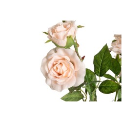 Ruusu isokukkainen ruukussa samppanja 49 cm