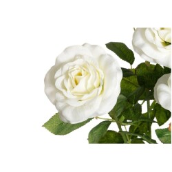 Ruusu isokukkainen ruukussa valkoinen 49 cm