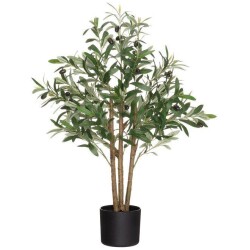 Oliivipuu ruukussa 90 cm