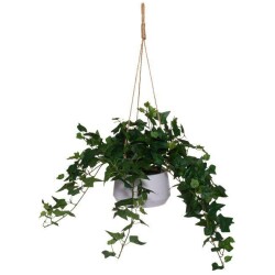 Muratti isolehtinen ruukussa 80 cm