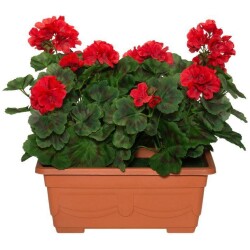 Pelargonia parvekeruukussa punainen