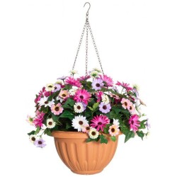 Tahtisilma amppelissa monivarinen