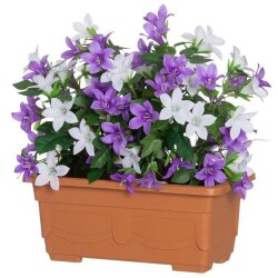 Kellokukka parvekeruukussa