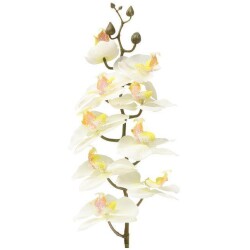 Perhoskammekka oksa valkoinen 73 cm