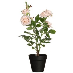 Ruusu isokukkainen ruukussa samppanja 49 cm