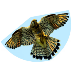 Gunther Haukka leija 92x62cm